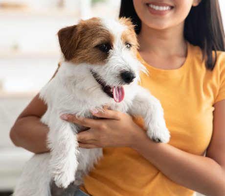 closeup-of-jack-russel-terrier-puppy-in-owner-hand-2022-12-16-06-42-27-utc.jpg